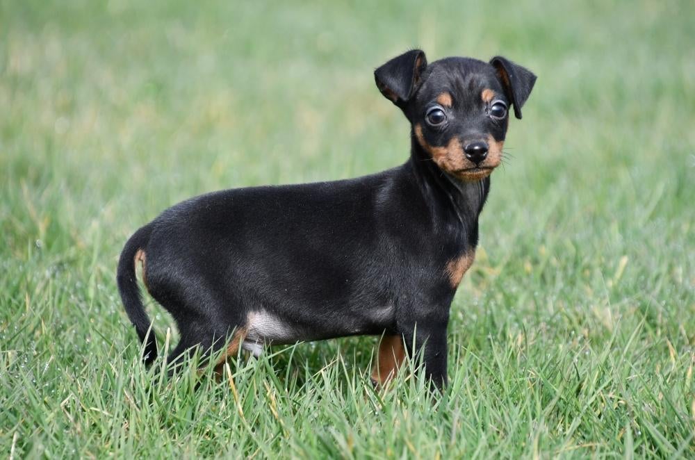 Dwergpinscher pups te koop - Belgisch, Parvo, België, Overige rassen, 8 tot 15 weken