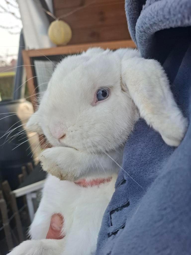 Nhd rammetje, bijna 1 jaar oud, Dieren en Toebehoren, Konijnen