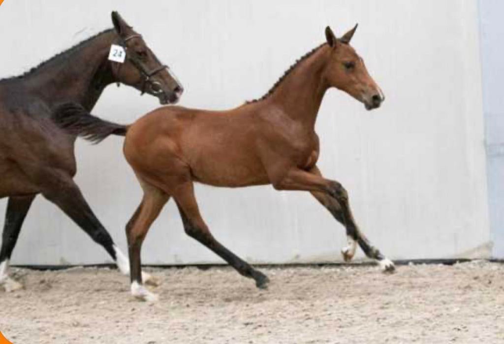 Drachtige fokmerrie, Dieren en Toebehoren, Merrie, Z