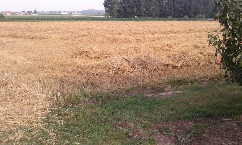 Stro in kleine balen, Dieren en Toebehoren