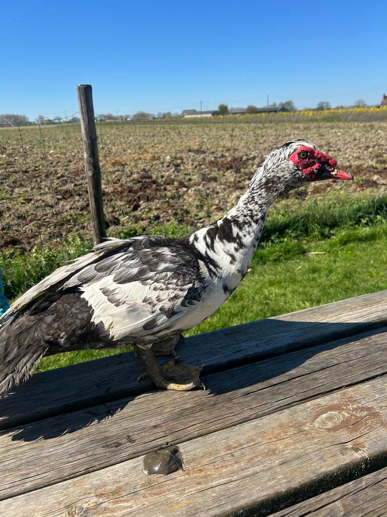 mannelijke barbarie eenden, Dieren en Toebehoren, Pluimvee