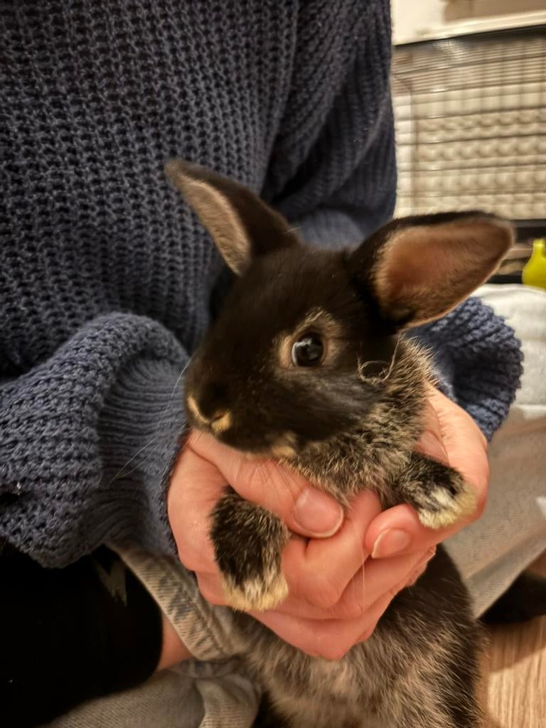 Dwergkonijntjes, Dieren en Toebehoren, Februari, Mannelijk, Overige typen, Tam