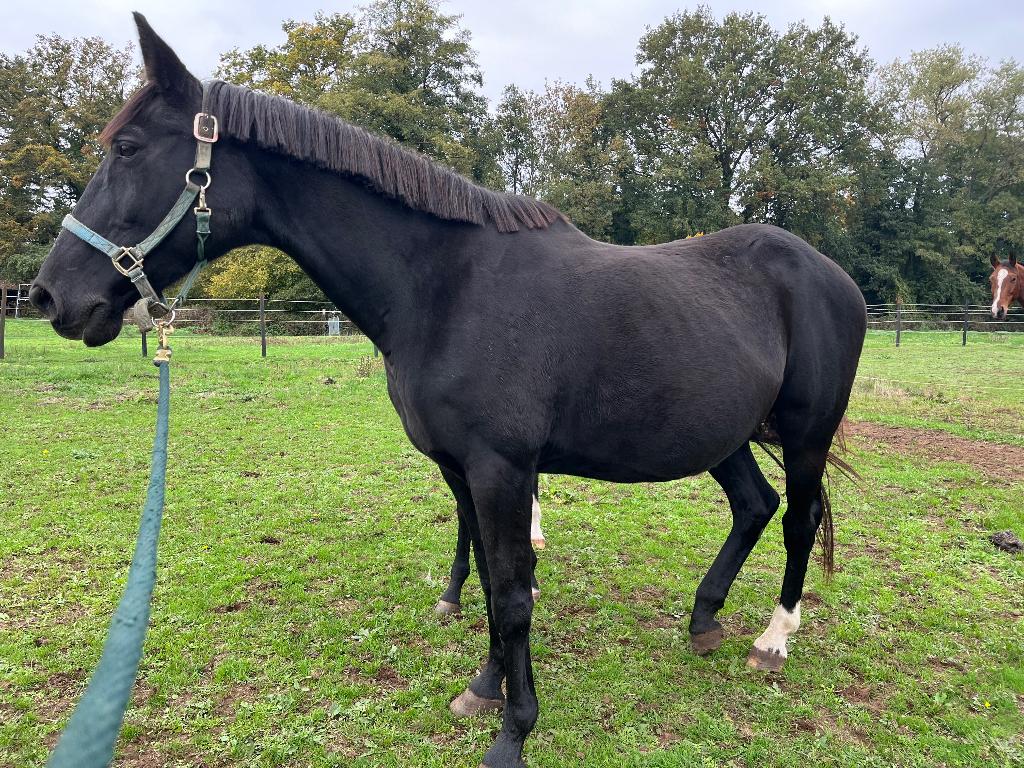 Drachtige merrie, Jument