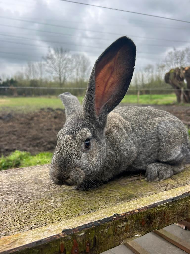 Jonge Vlaamse reuzen, Dieren en Toebehoren, Konijnen, Meerdere dieren, Groot, 0 tot 2 jaar