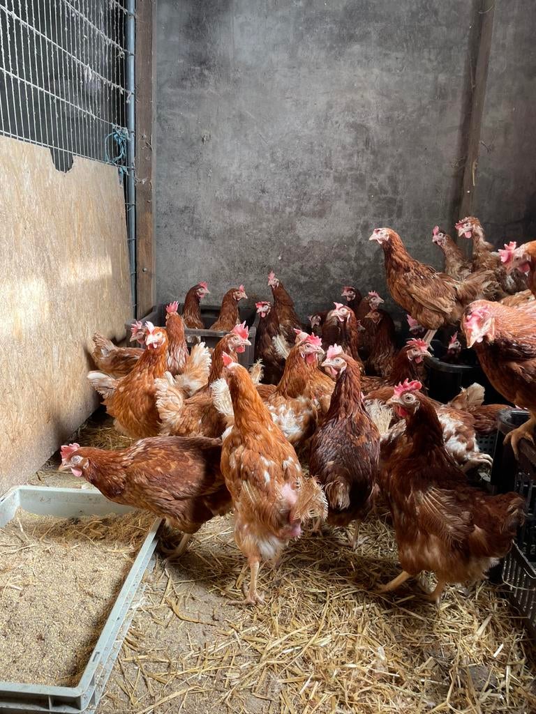 Mooie bruine legkippen, Dieren en Toebehoren, Pluimvee