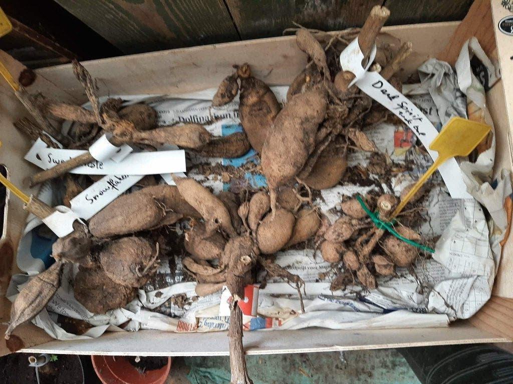 Dahlia knollen, Ophalen, Voorjaar, Volle zon, Knol