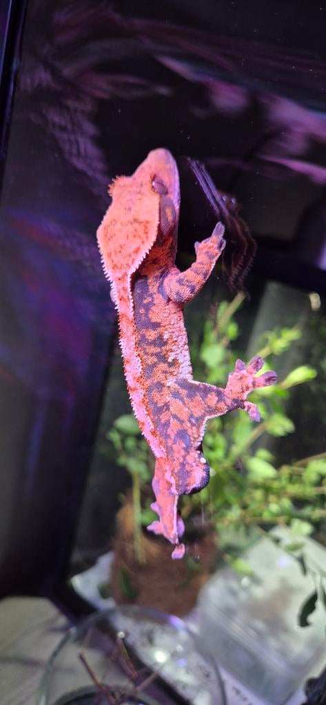 Gecko a crête mâle, Animaux & Accessoires, Reptiles & Amphibiens