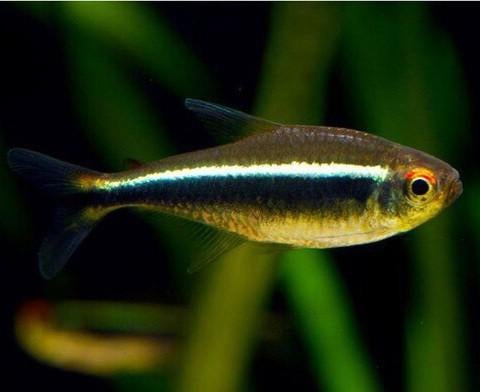 Tetra en barbeel, Vis, Zoetwatervis, Schoolvis