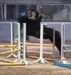 Verzorg/bijrij paard gezocht