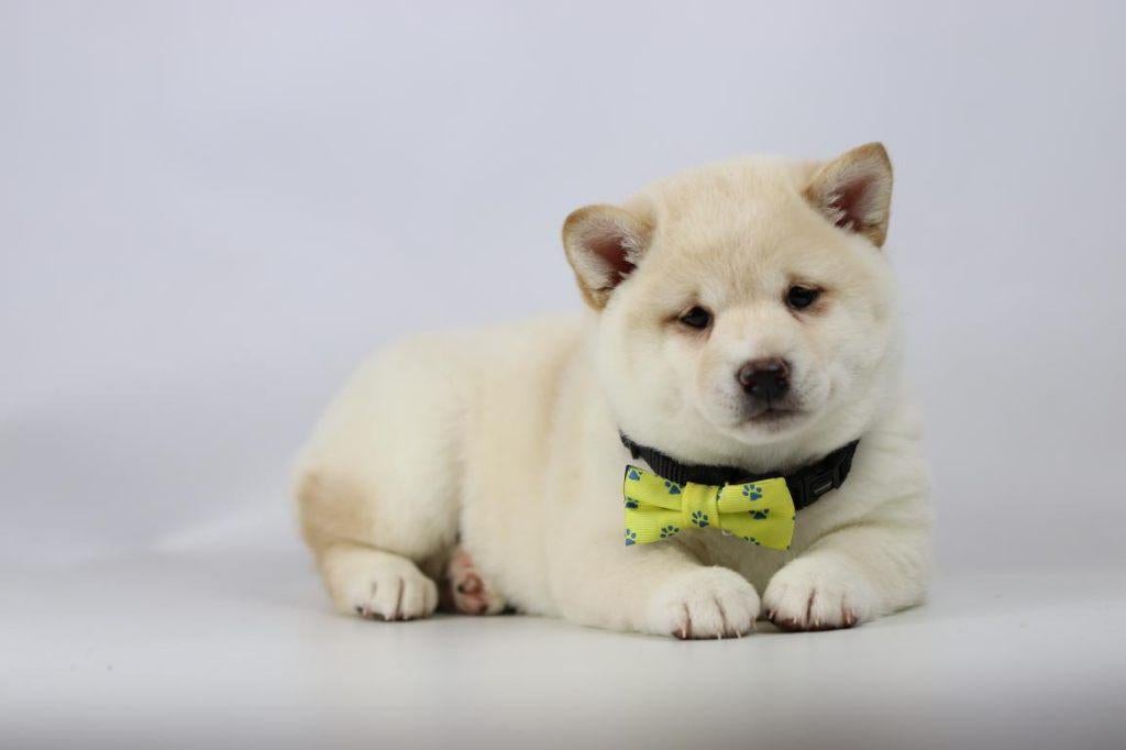 Crèmekleurige Shiba Inu meisjes te koop – 100 % Belgisch, Parvo, België, 8 tot 15 weken, Teef