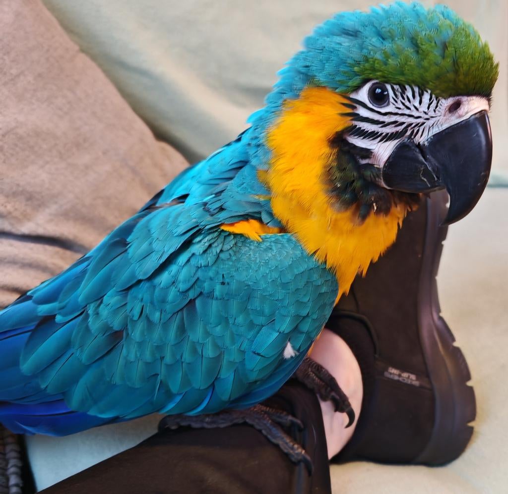 Ara gezocht, Dieren en Toebehoren, Vogels | Parkieten en Papegaaien, Papegaai, Pratend