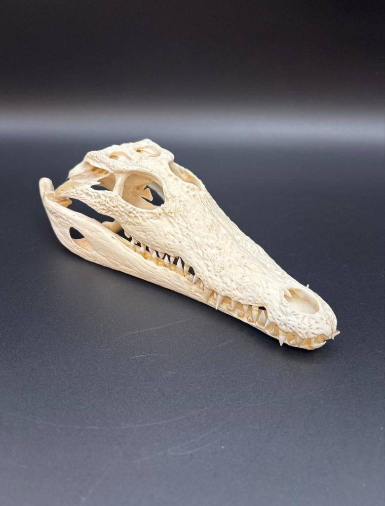 Schedel van een Nijlkrokodil, Verzamelen, Mineralen en Fossielen, Ophalen