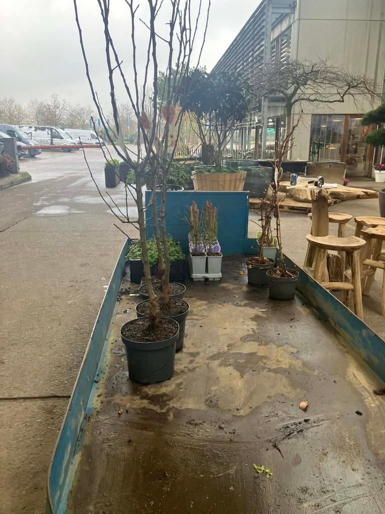 (klein)fruit-planten in pot - Allerlei, Tuin en Terras, Planten | Fruitbomen, In pot, Ophalen