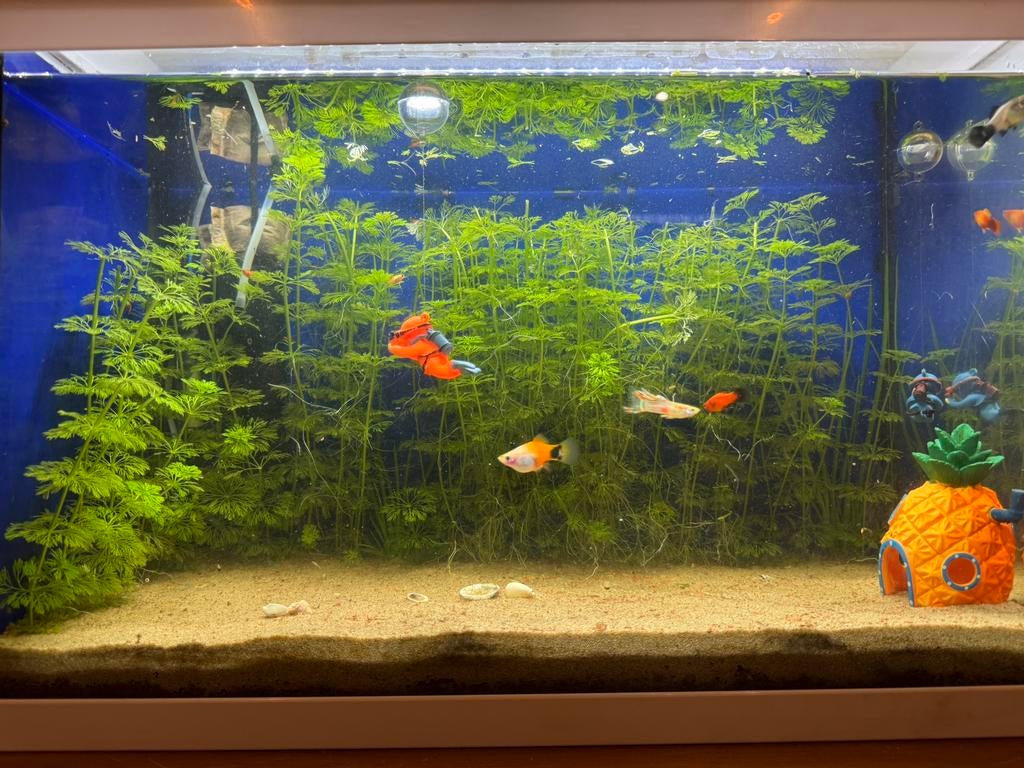 Aquarium, Dieren en Toebehoren, Vissen | Aquaria en Toebehoren, Zo goed als nieuw, Gevuld zoetwateraquarium, Ophalen