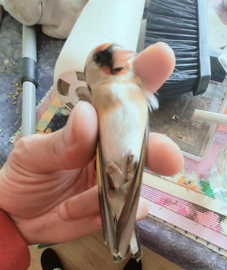 2 femelle parva 120 pièce, Femelle