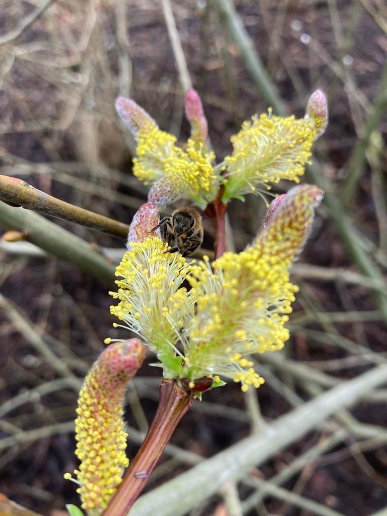 Drakenwilg, salix undensis sekka, Enlèvement