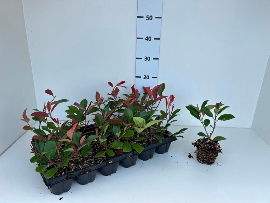 Photinia 'Red Robin' haagplant, Jardin & Terrasse, Plantes | Jardin, Enlèvement ou Envoi