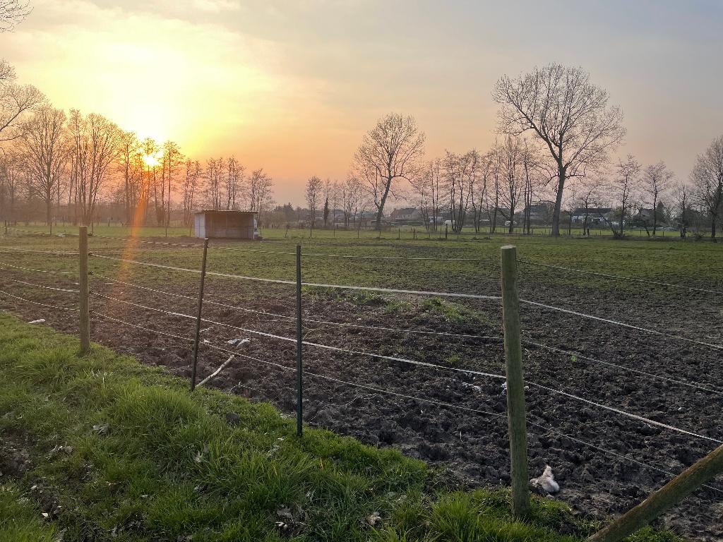 Weide te koop, Dieren en Toebehoren