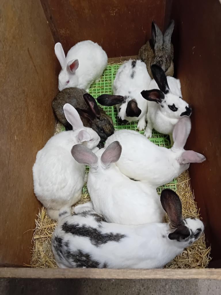 SLACHTKONIJNEN vleeskonijnen vanaf 3,5 kg, Dieren en Toebehoren, Konijnen, Meerdere dieren, Groot