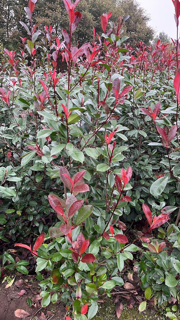Photinia fraseri red robin | Plantes de haie Glansmedlar, Jardin & Terrasse, Plantes | Arbres, Enlèvement ou Envoi