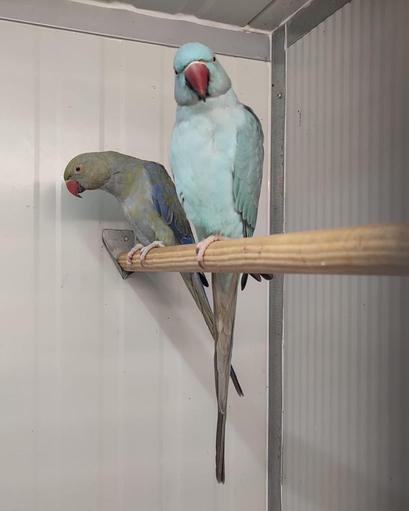 joli couple reproducteur de perruches serre-tête, Animaux & Accessoires, Perruche, Bagué