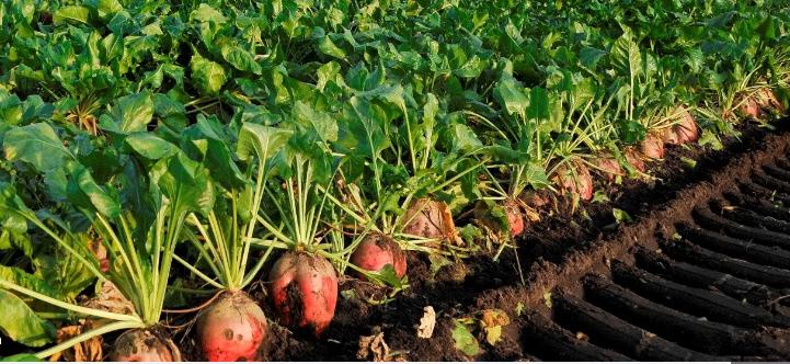 Voederbieten Rialto, Enlèvement