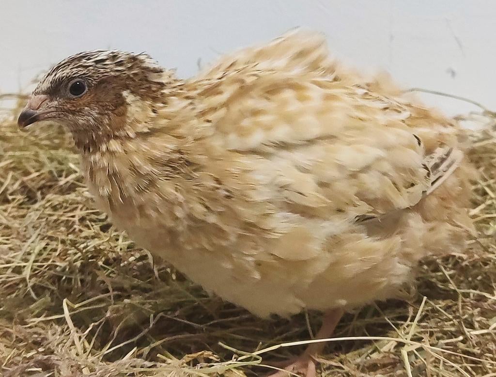 Coq de caille, Animaux & Accessoires