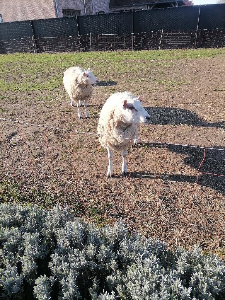 Schaap ram, Dieren en Toebehoren, Mannelijk, Schaap, 0 tot 2 jaar