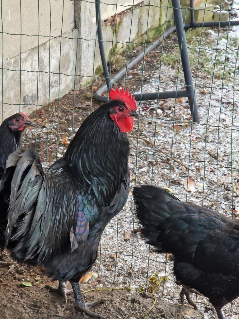 4 poulets et coq austrolorps noirs à vendre, Animaux & Accessoires