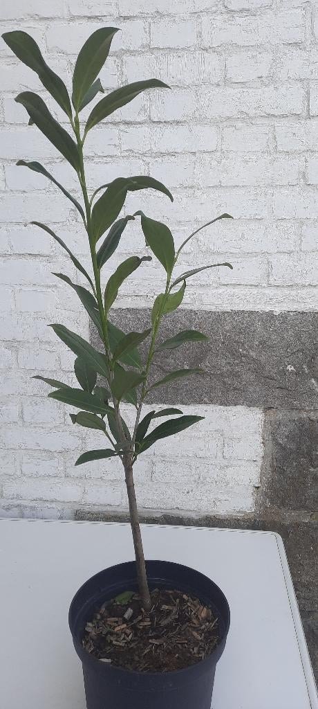 laurier-cerise, Enlèvement, Laurier