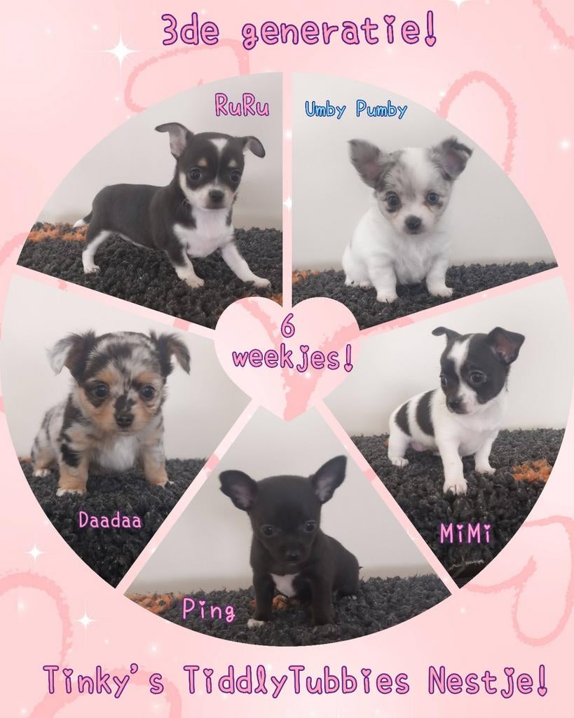 3de generatie Chihuahua Puppietjes Medisch Volledig Getest!, Dieren en Toebehoren, België, Particulier, 8 tot 15 weken, Teef