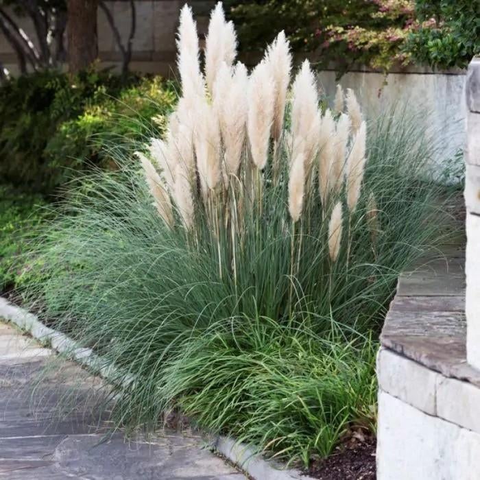 ‼️siergrassen aan promoprijzen ‼️, Ophalen, Siergrassen