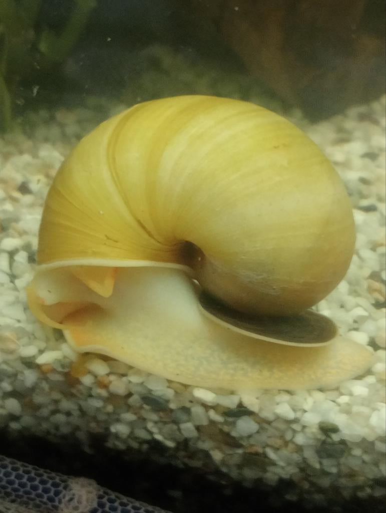 Jonge gele  appelslakken 30 stuks voor €10.00