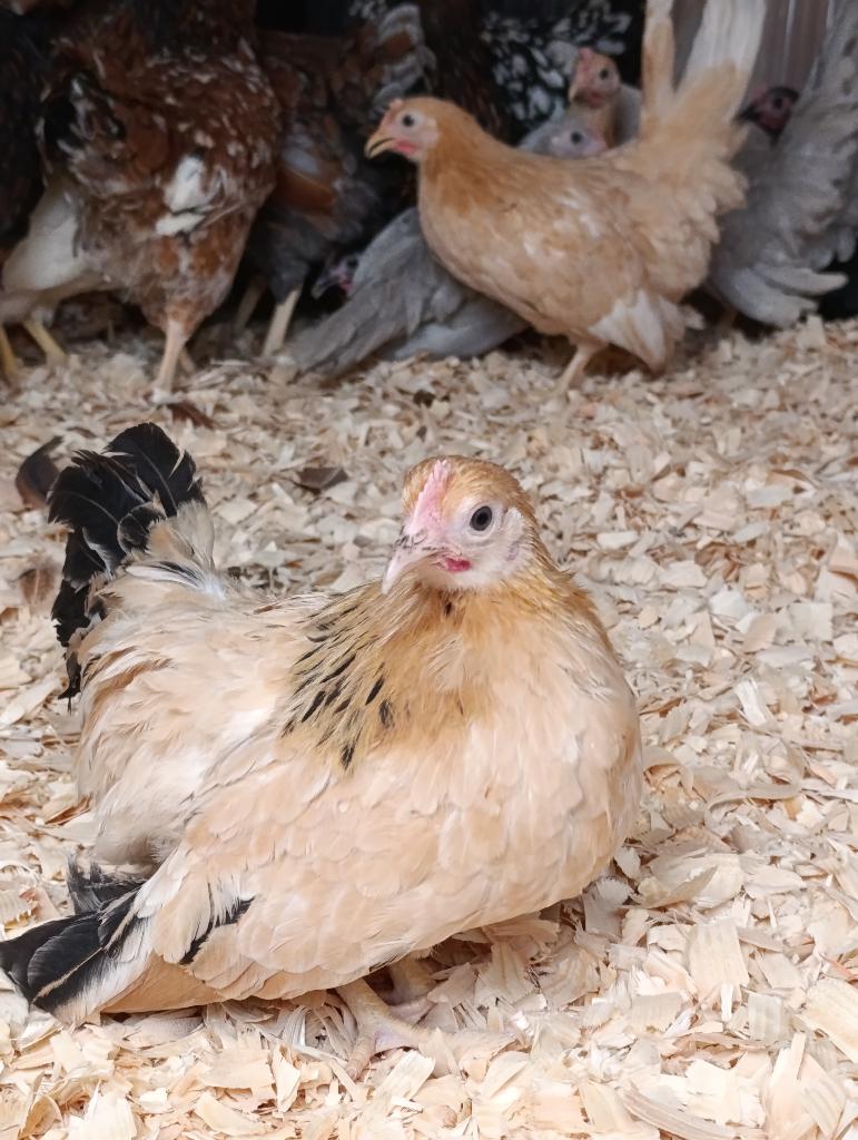 chabo krielen en vele andere rassen ACTIE 4+1 GRATIS, Dieren en Toebehoren, Pluimvee, Vrouwelijk, Kip