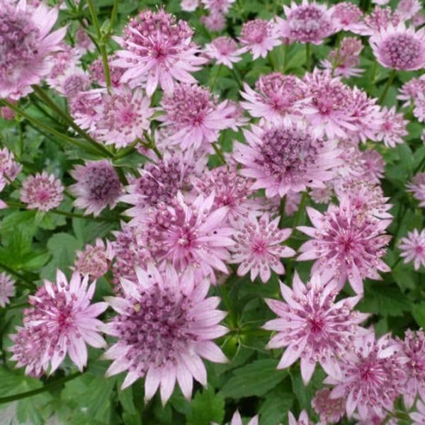 4 x astrantia roma    in pot  , vaste plant, Tuin en Terras, Ophalen, Vaste plant