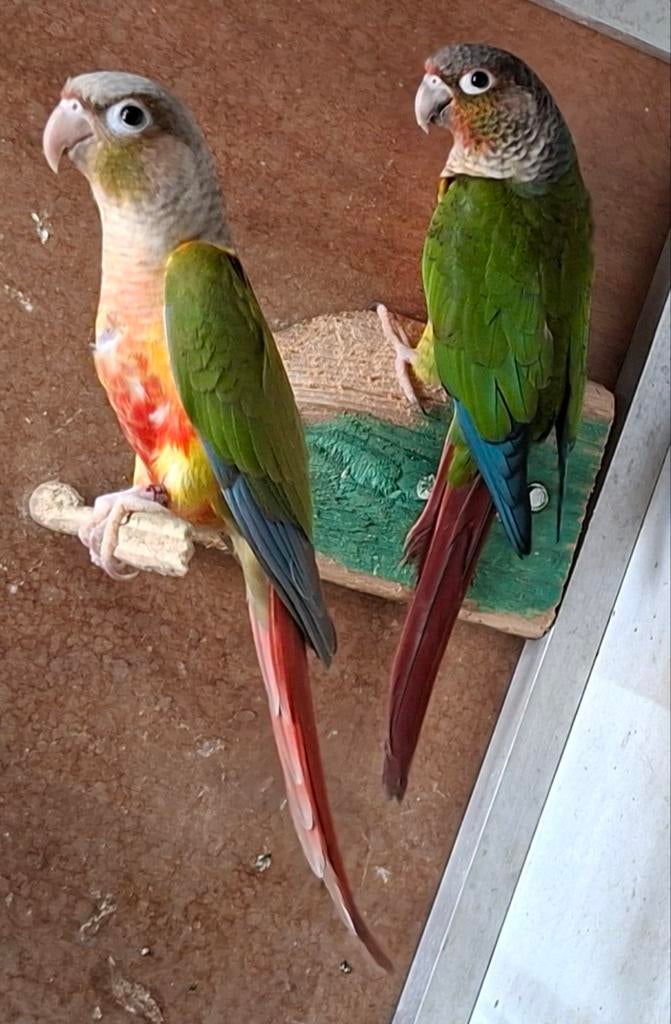 Koppel pyrrhura 2024, Dieren en Toebehoren, Geringd