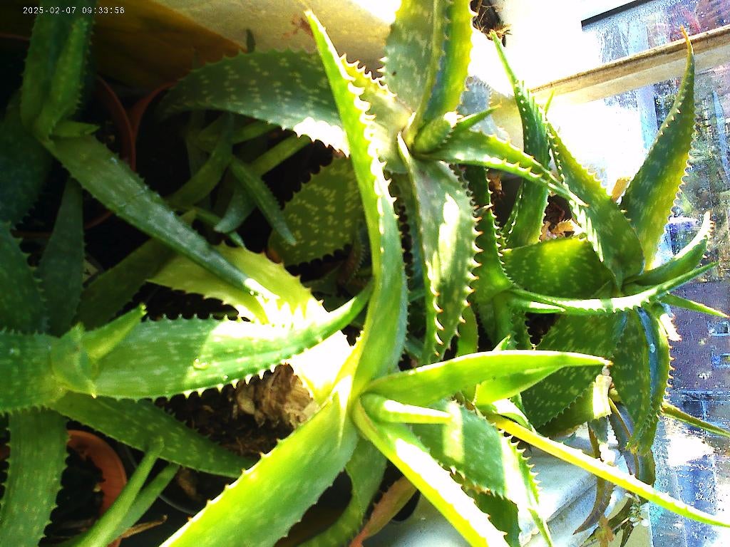 Aloë breedbladig en andere, Huis en Inrichting, Kamerplanten, Ophalen, Overige soorten, Halfschaduw, Minder dan 100 cm