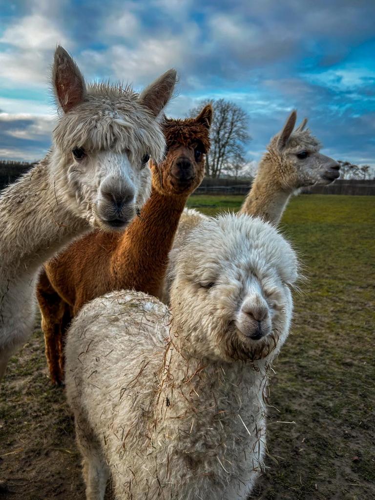 Jolis et gentils Étalons Alpagas, Animaux & Accessoires, Animaux Autre, Septembre, Plusieurs animaux