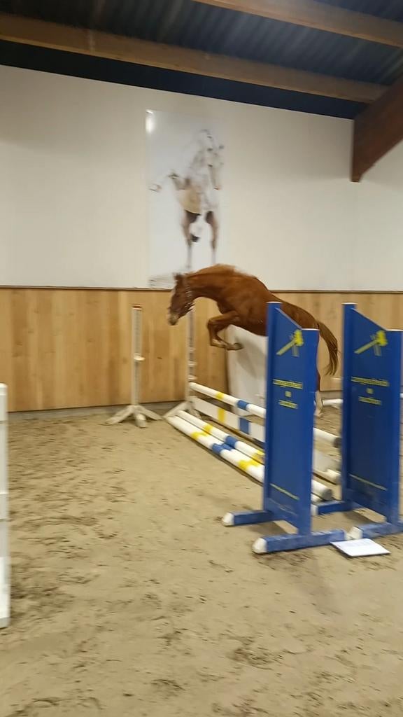 Te koop  2 jarige ruin van Flacco Z, Étalon, Z