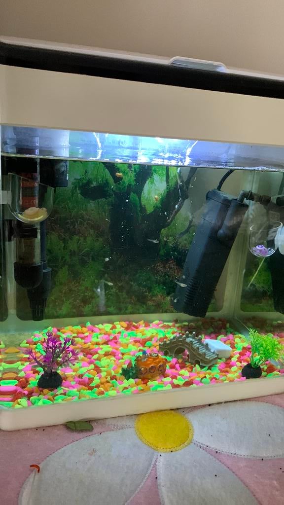 Aquarium, Enlèvement, Comme neuf