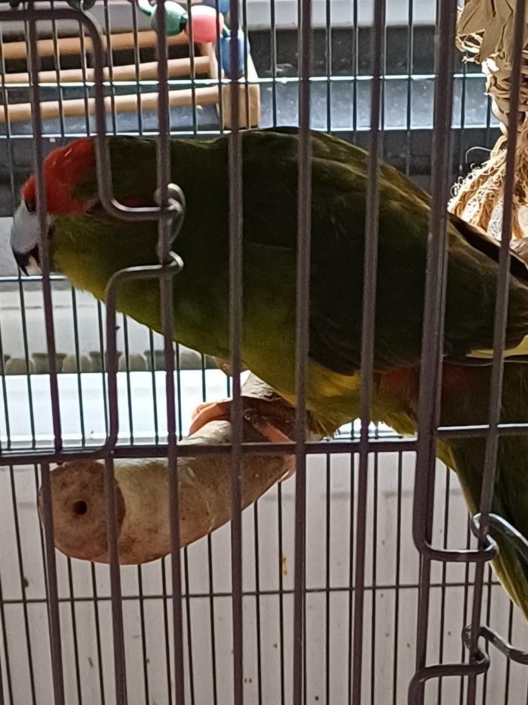 Koppel kakariki's, Animaux & Accessoires, Domestique