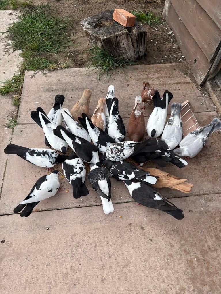 Verschillende soorten duiven., Plusieurs animaux, Autres espèces