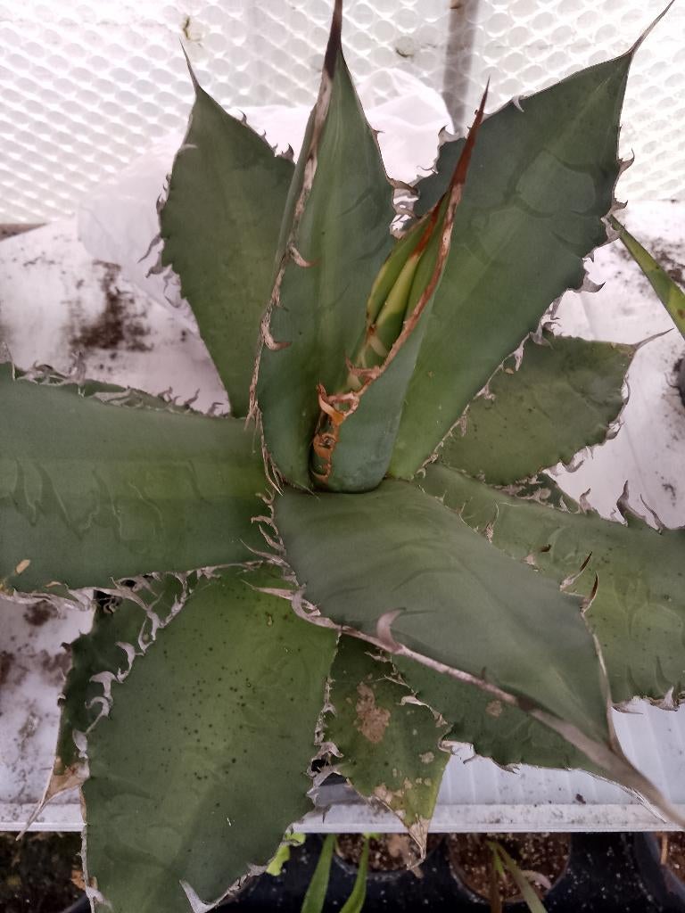 agave titanota, Jardin & Terrasse, Enlèvement