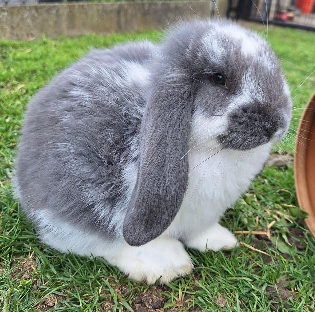 Franse hangoren rammetjes, Dieren en Toebehoren, Konijnen