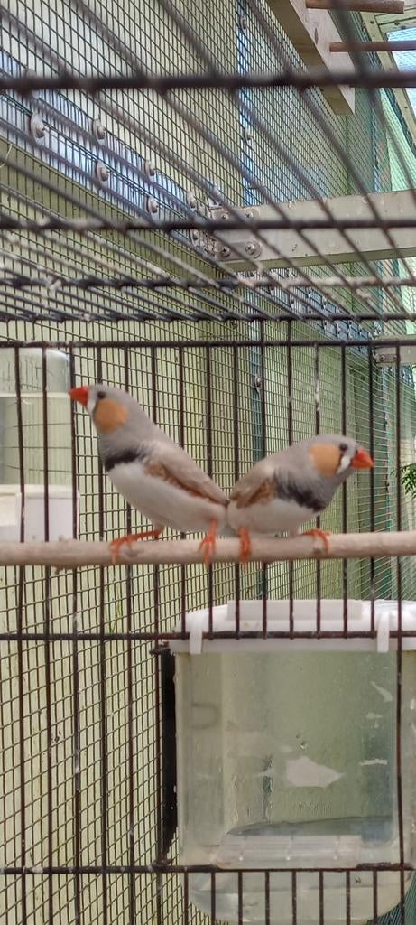 Jonge zebravinken mannen, Dieren en Toebehoren, Vogels | Overige Vogels