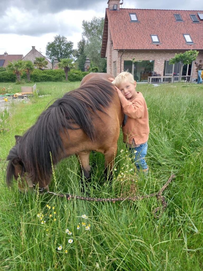 Pony voor kinderen, Dieren en Toebehoren, Pony's, Merrie