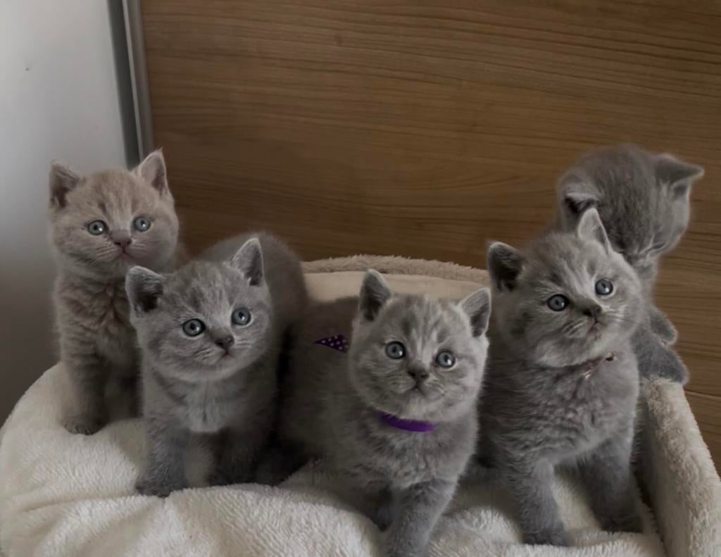 Britse korthaar kitten, Plusieurs animaux, Vermifugé, 0 à 2 ans