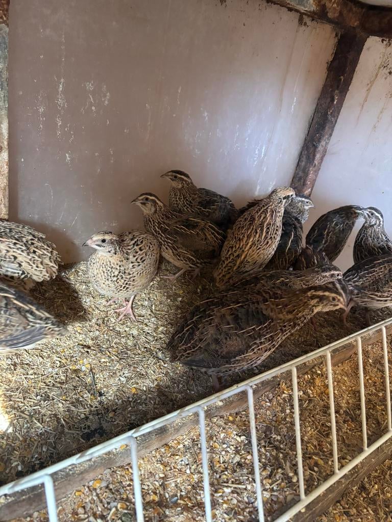 Jumbo japanse kwartel hennen, Dieren en Toebehoren, Pluimvee, Overige soorten, Meerdere dieren