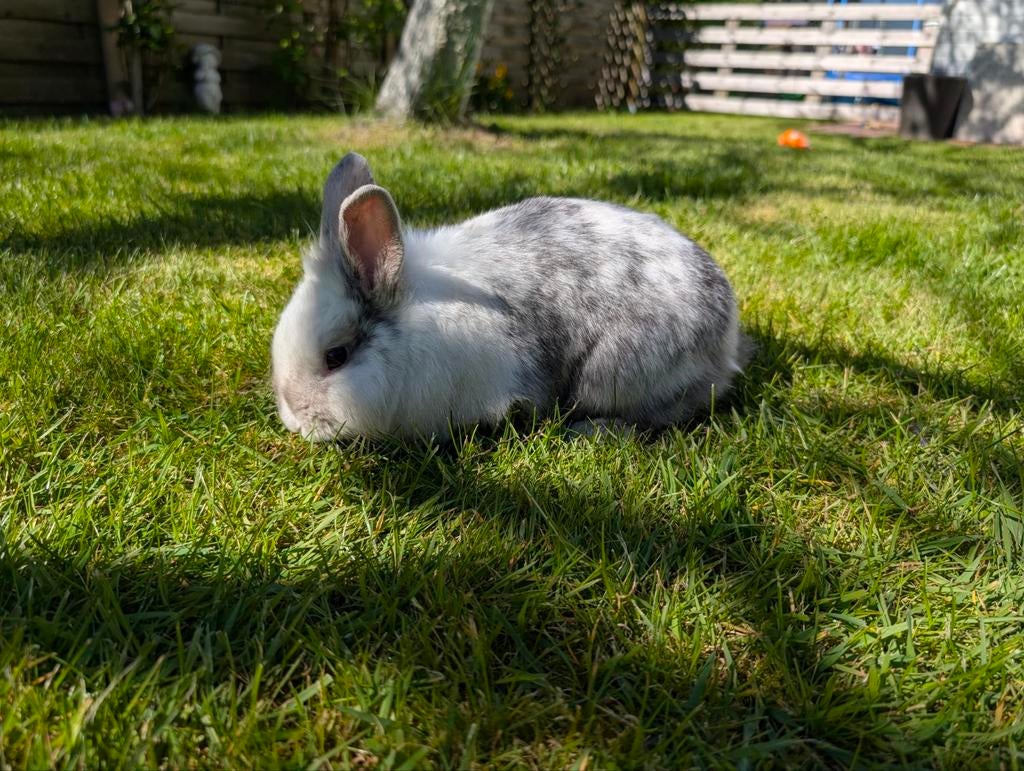 Leeuwenkop- en dwergkonijntje, Dieren en Toebehoren, Konijnen