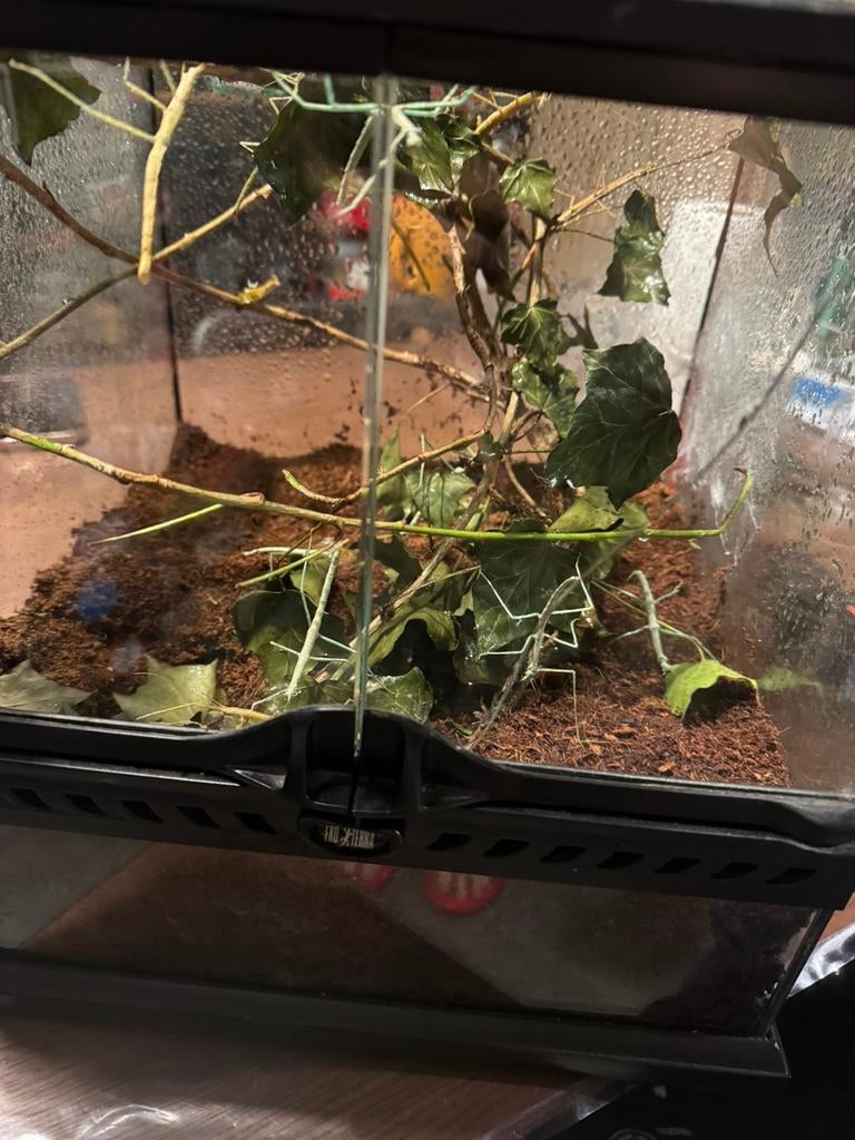 Terrarium plus Phasme Baton, Dieren en Toebehoren, Ophalen, Zo goed als nieuw